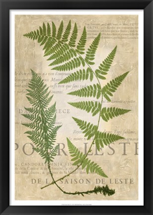 Framed Fern Folio IV Print