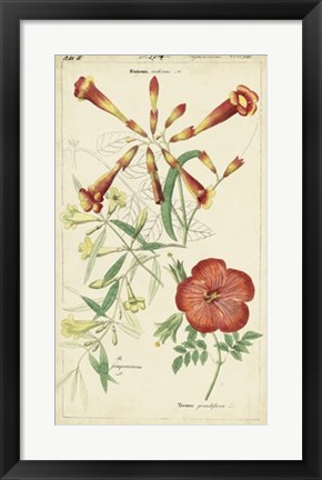 Framed Spring Blooms I Print