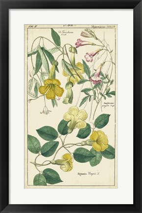 Framed Spring Blooms II Print