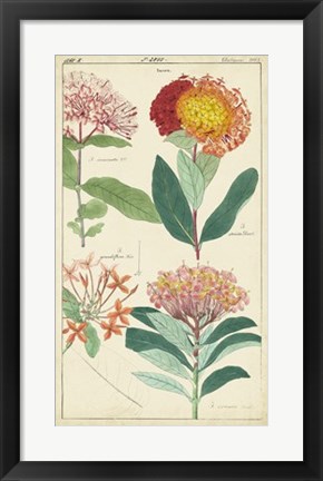 Framed Spring Blooms III Print