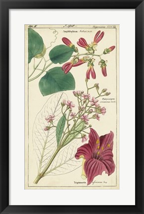 Framed Spring Blooms IV Print