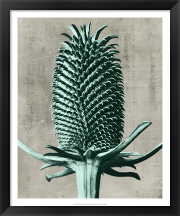 Framed Blossfeldt Redeux V Print