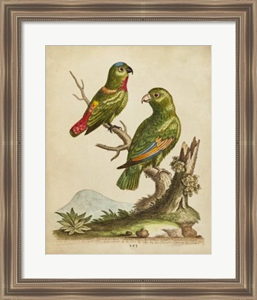 Framed Edwards Parrots VI Print