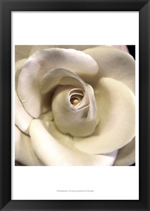 Framed Blushing Rose I Print