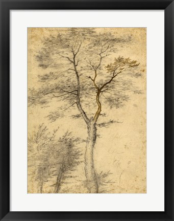 Framed Three Studies of Trees Print