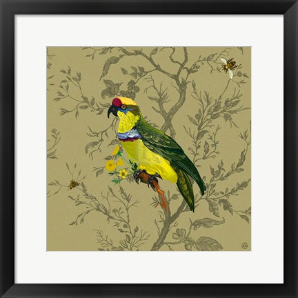 Framed Pisticule Parrot Print