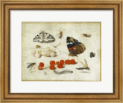 Framed Butterflies, Insects, and Currants Print