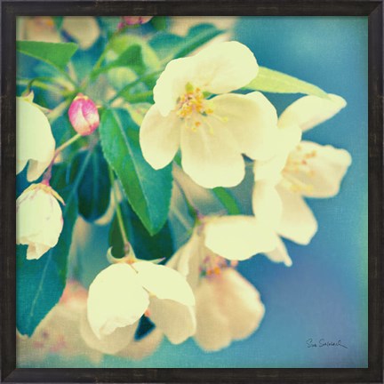 Framed Natures Apple Blossom Print