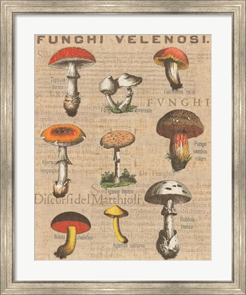 Framed Funghi Velenosi I Print