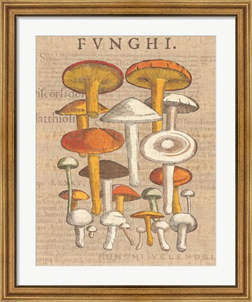 Framed Funghi Velenosi II Print