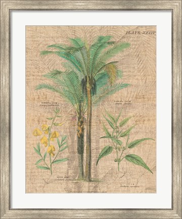 Framed Palm Study II Print