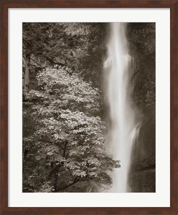 Framed Multnomah Falls Print