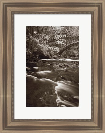 Framed Whatcom Creek Print