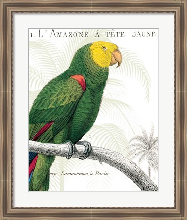 Framed Parrot Botanique I Print