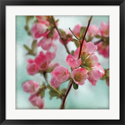 Framed Quince Blossoms II Print