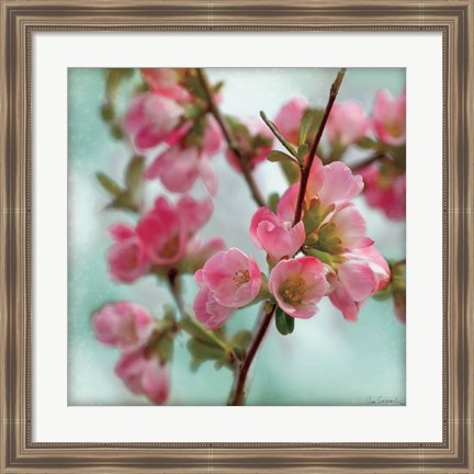 Framed Quince Blossoms II Print
