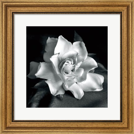 Framed Gardenia Print