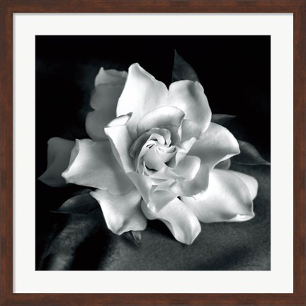 Framed Gardenia Print