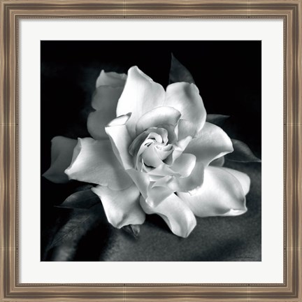 Framed Gardenia Print