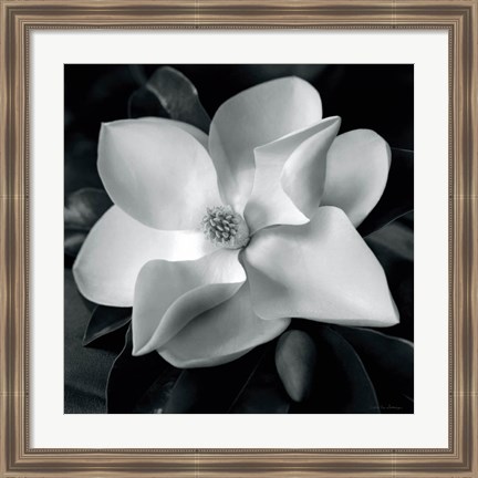 Framed Magnolia Print