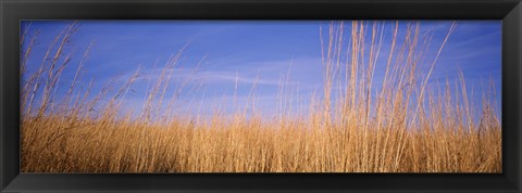 Framed Prairie Grass, Blue Sky, Marion County, Illinois, USA Print