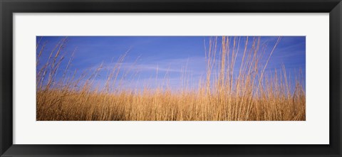 Framed Prairie Grass, Blue Sky, Marion County, Illinois, USA Print