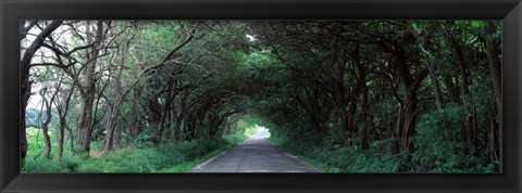 Framed Road Through Trees Marion County, Illinois, USA Print