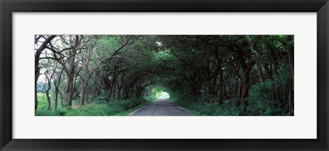 Framed Road Through Trees Marion County, Illinois, USA Print