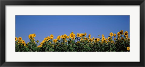 Framed Sunflowers in a field, Marion County, Illinois, USA (Helianthus annuus) Print