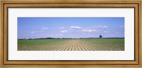 Framed Soybean field in a landscape, Marion County, Illinois, USA Print