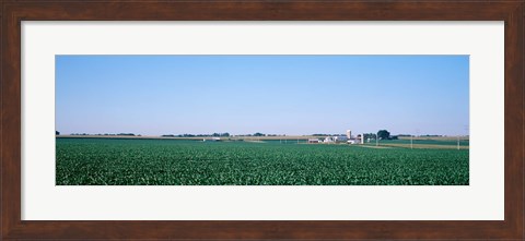 Framed Soybean field Ogle Co IL USA Print