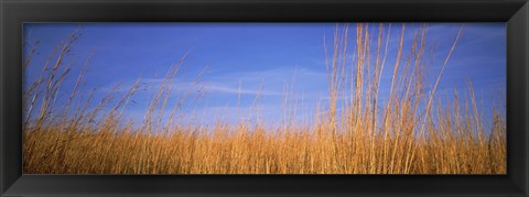 Framed Grass in a field, Marion County, Illinois, USA Print