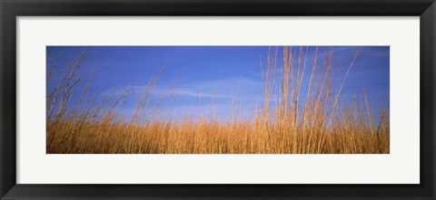 Framed Grass in a field, Marion County, Illinois, USA Print