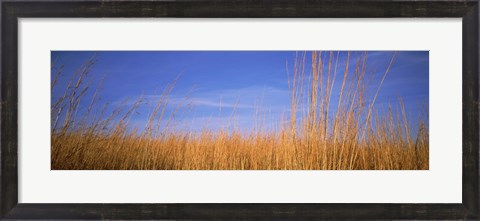 Framed Grass in a field, Marion County, Illinois, USA Print