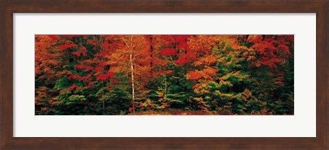 Framed Fall Maple Trees Print