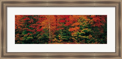 Framed Fall Maple Trees Print