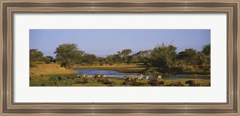 Framed Grevy&#39;s zebra and African buffalo&#39;s grazing on a landscape, Samburu, Kenya Print