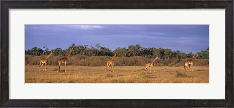Framed View Of A Group Of Giraffes In The Wild, Maasai Mara, Kenya Print