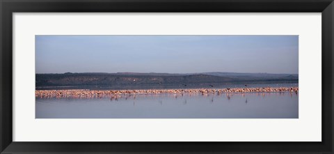 Framed Africa, Kenya, Lake Nakuru National Park, Lake Nakuru, Flamingo birds in the lake Print