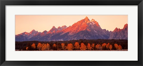 Framed Aspens, Teton Range, Grand Teton National Park, Wyoming, USA Print