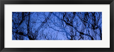 Framed Trees Print