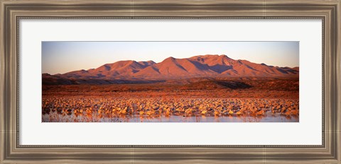 Framed Sandhill Crane, Bosque Del Apache, New Mexico, USA Print