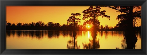 Framed Cypress trees at sunset, Horseshoe Lake Conservation Area, Alexander County, Illinois, USA Print