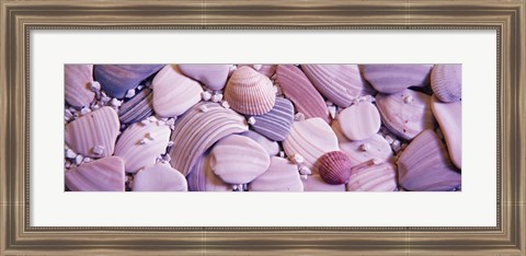 Framed Close-up of seashells Print