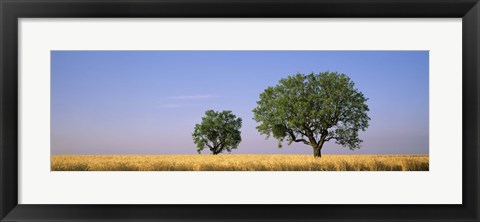 Framed Two almond trees in wheat field, Plateau De Valensole, France Print