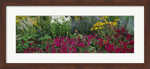 Framed Close-up of flowers in a garden Print