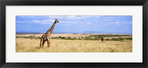 Framed Giraffe, Maasai Mara, Kenya Print