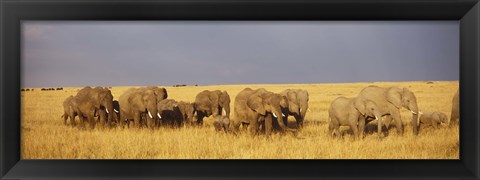 Framed Elephants on the Grasslands, Masai Mara National Reserve, Kenya Print