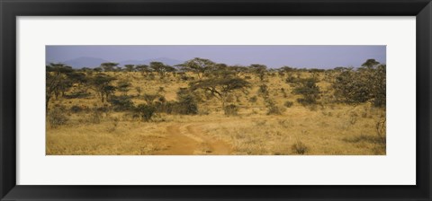 Framed Trees on a landscape, Samburu National Reserve, Kenya Print