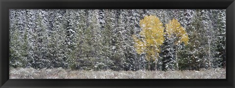 Framed Pine Trees In A Forest, Grand Teton National Park, Wyoming, USA Print